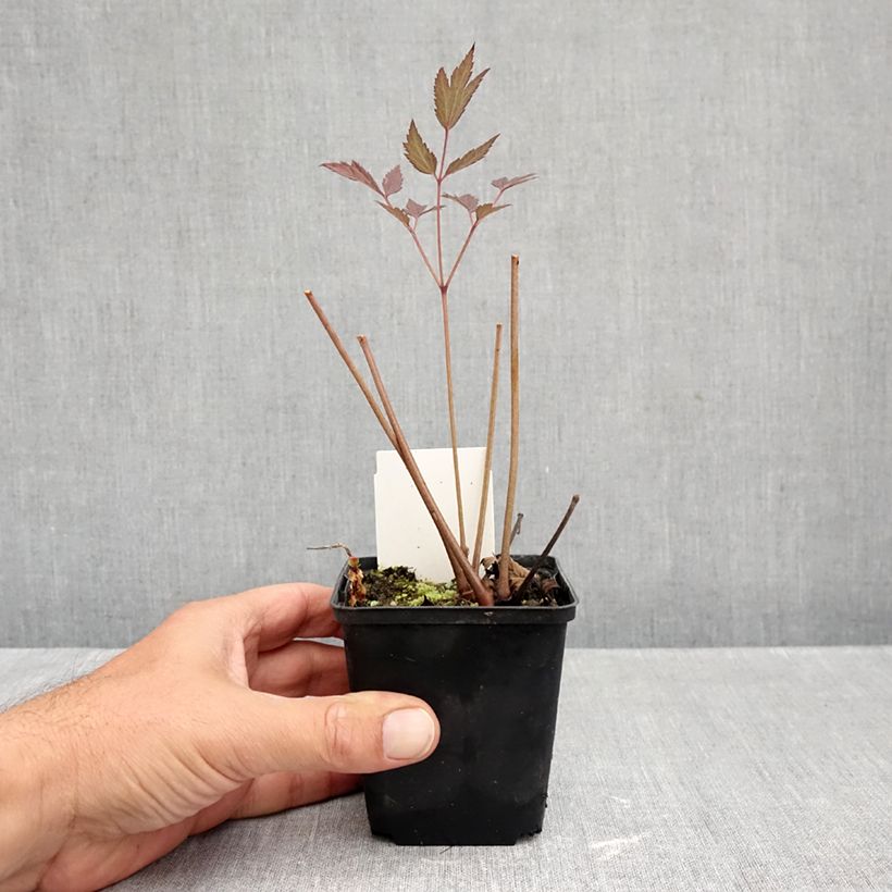 Ejemplar de Actaea Queen of Sheba Maceta de 8/9 cm entregado en otoño