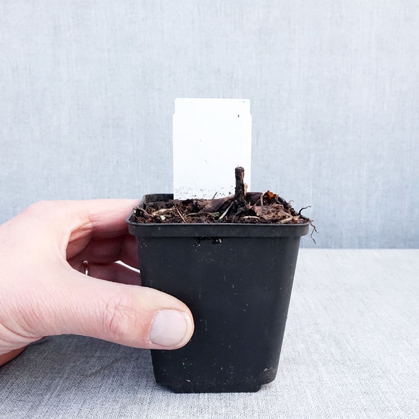 Actaea Queen of Sheba Maceta de 8/9 cm Ejemplar entregado en invierno