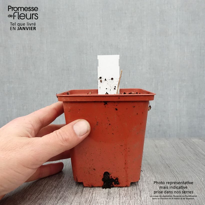 Actaea matsumurae White Pearl Maceta 1,5L/2L Ejemplar entregado en invierno