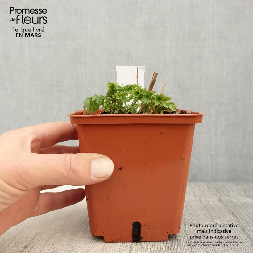 Actaea matsumurae White Pearl Maceta 1,5L/2L Ejemplar entregado en la primavera