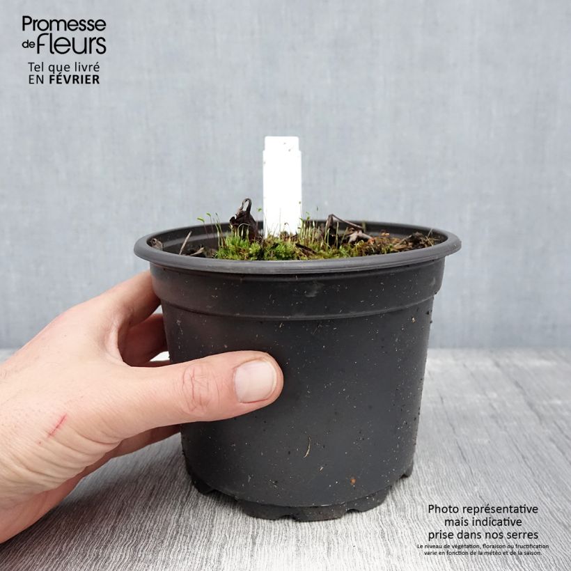 Actaea simplex Atropurpurea Maceta 2L/3L Ejemplar entregado en invierno