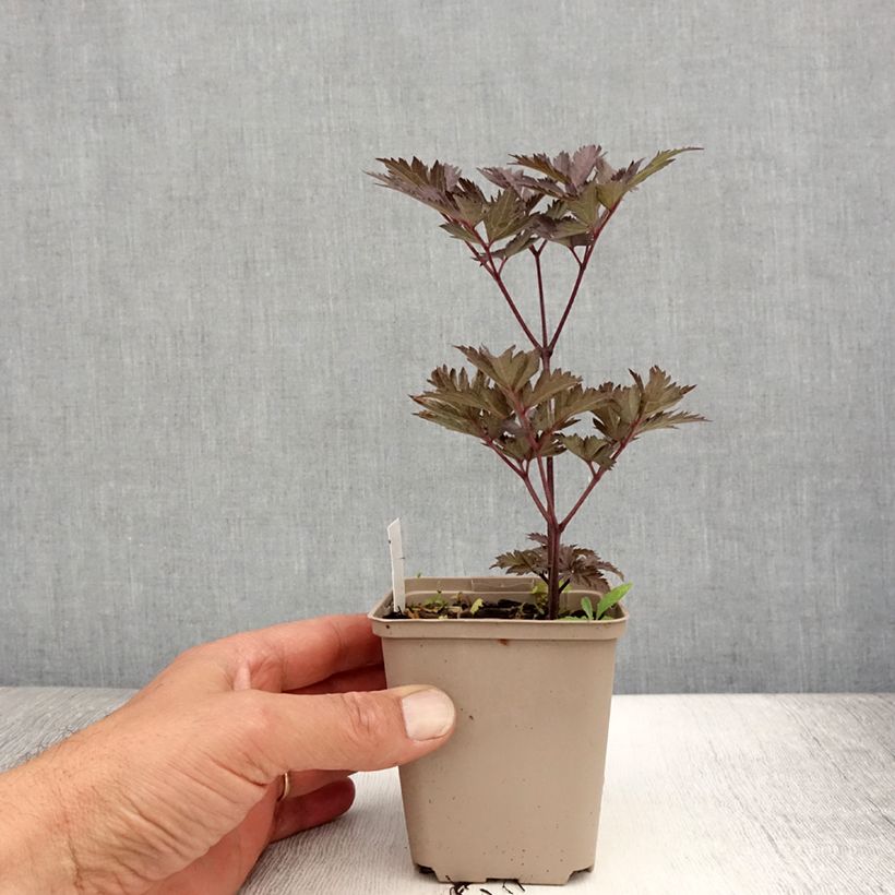 Ejemplar de Actaea simplex Chocoholic Maceta de 8/9 cm entregado en verano