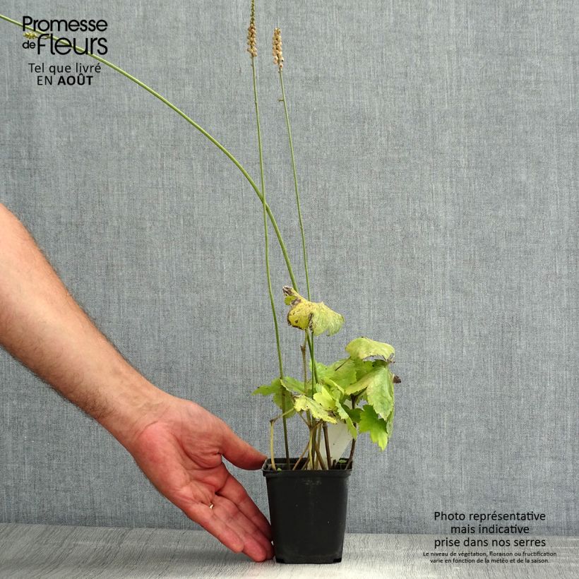 Ejemplar de Actaea biternata Maceta de 8/9 cm entregado en verano