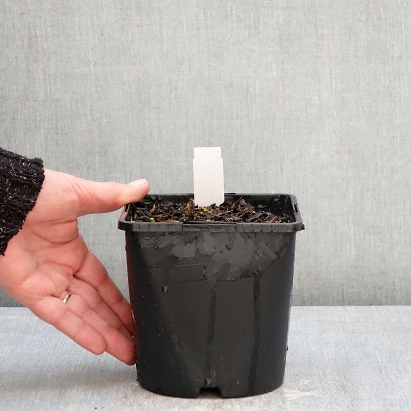 Actaea simplex Pink Spike Maceta 2L/3L Ejemplar entregado en invierno