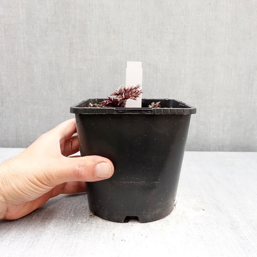 Actaea simplex Pink Spike Maceta 2L/3L Ejemplar entregado en la primavera