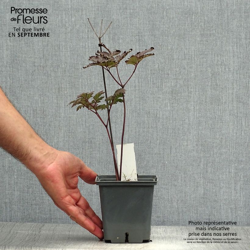 Ejemplar de Actaea simplex Carbonella Maceta 1L/1,5L entregado en otoño