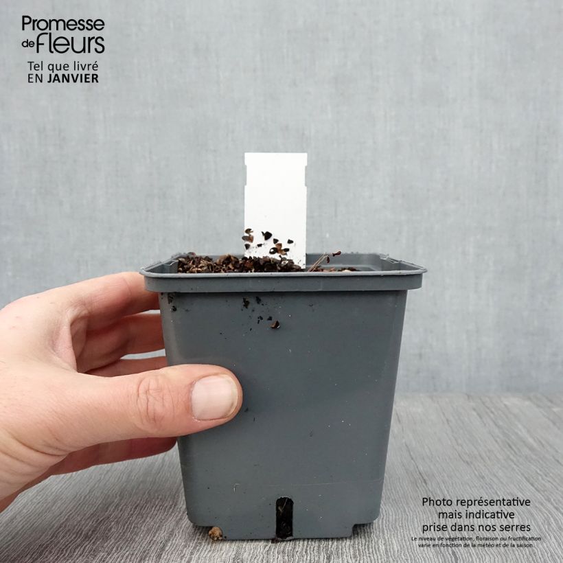 Actaea simplex Carbonella Maceta 1L/1,5L Ejemplar entregado en invierno