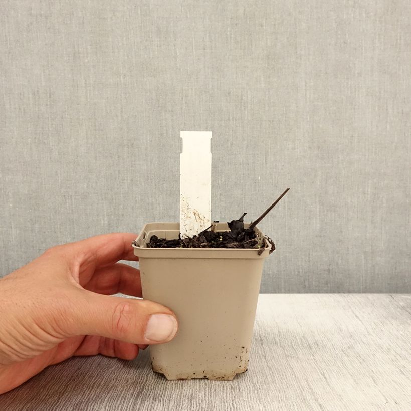 Ejemplar de Actaea simplex James Compton Maceta de 8/9 cm entregado en otoño