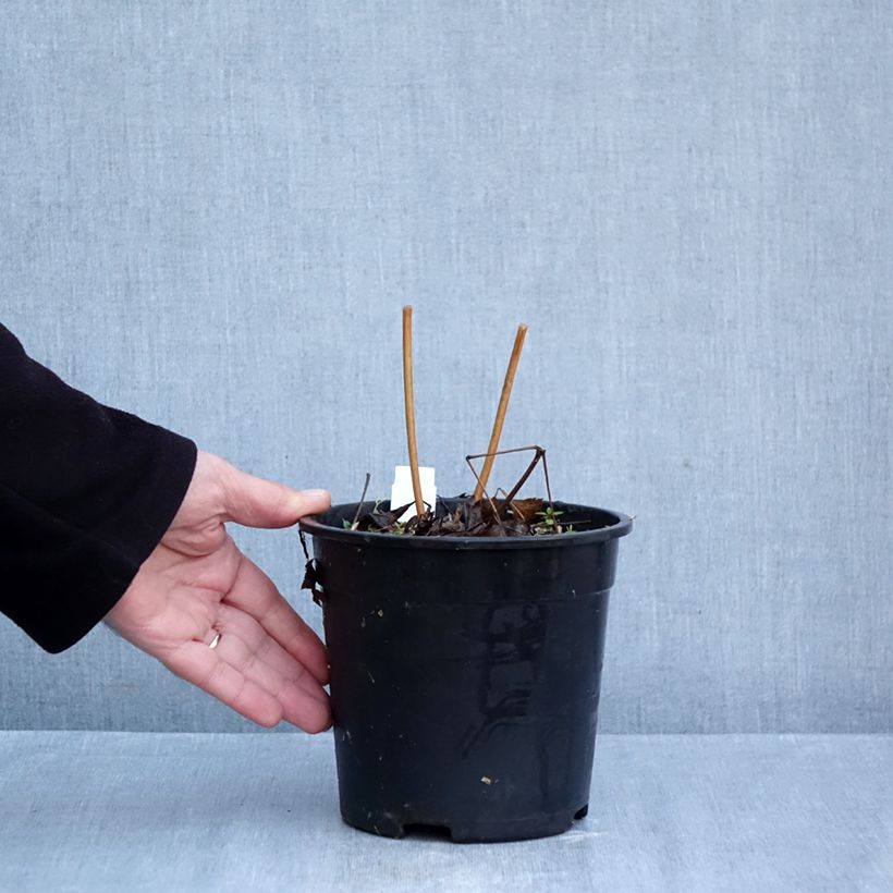Ejemplar de Actaea racemosa Maceta 2L/3L entregado en otoño