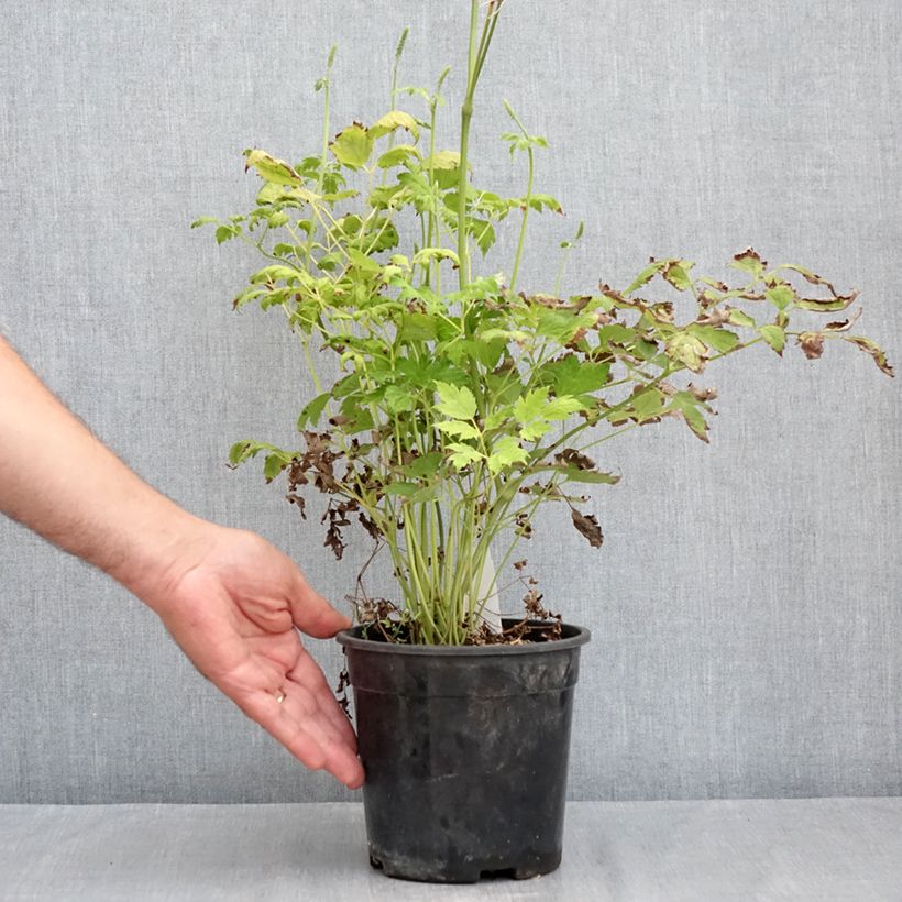 Ejemplar de Actaea racemosa Maceta 2L/3L entregado en verano