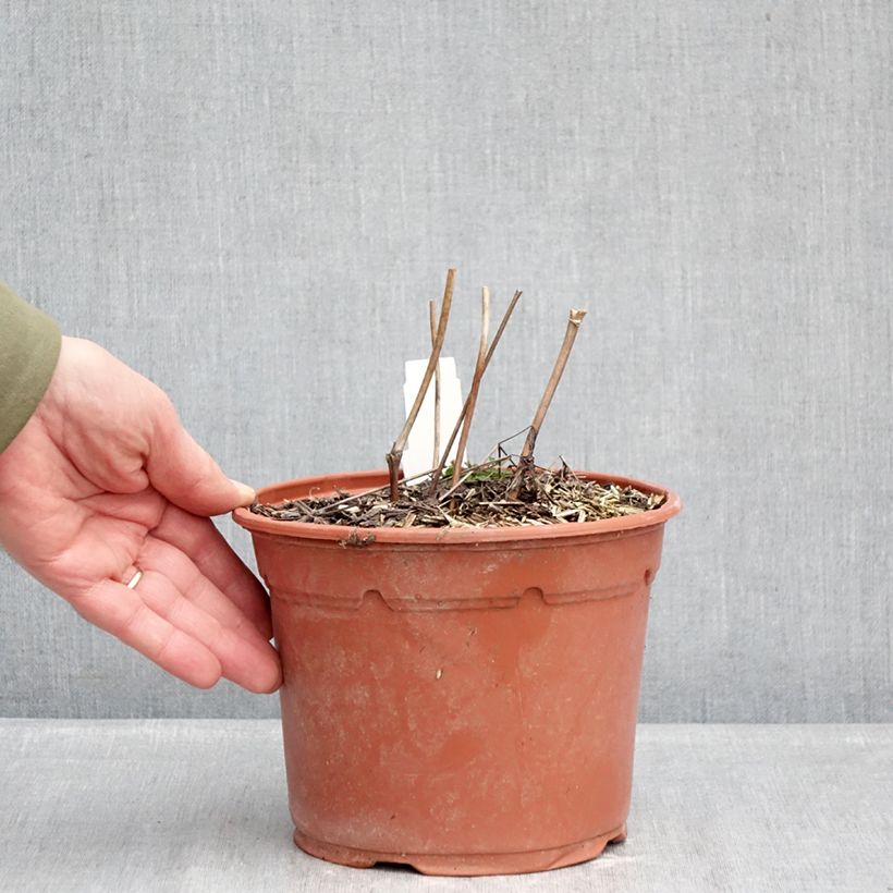 Actaea racemosa Maceta 2L/3L Ejemplar entregado en invierno