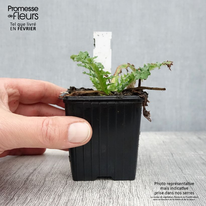 Cirsium japonicum Rose Beauty - Cardo japonés Maceta de 8/9 cm Ejemplar entregado en invierno