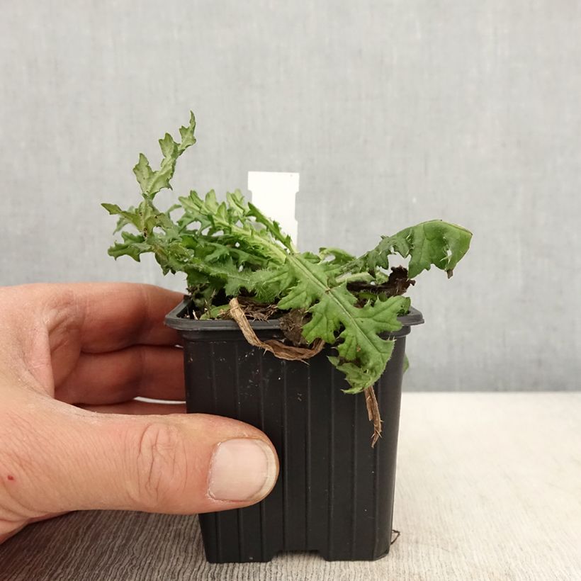 Cirsium japonicum Rose Beauty - Cardo japonés Maceta de 8/9 cm Ejemplar entregado en la primavera