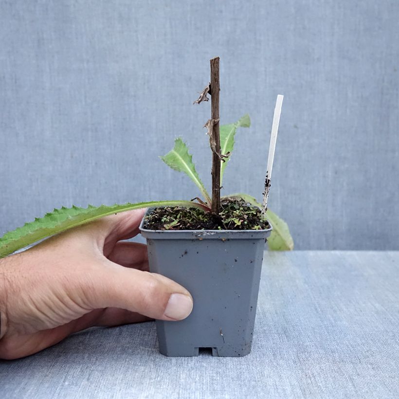 Ejemplar de Cirsium rivulare Trevors Blue Wonder - Cardo Maceta de 8/9 cm entregado en otoño