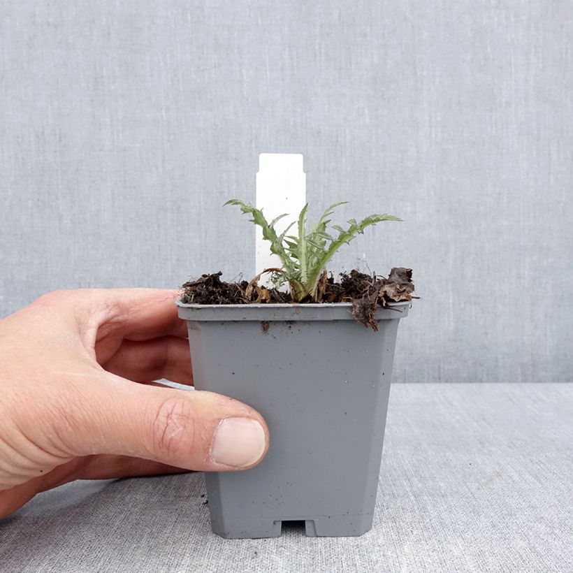 Cirsium rivulare Trevors Blue Wonder - Cardo Maceta de 8/9 cm Ejemplar entregado en la primavera