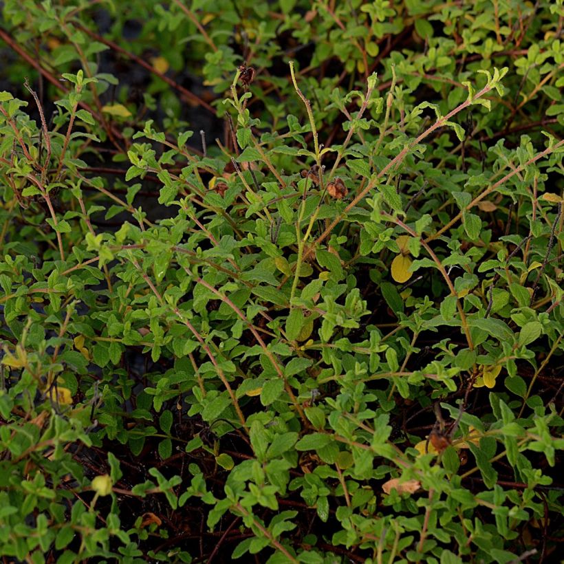Jara negra - Cistus monspeliensis (Follaje)