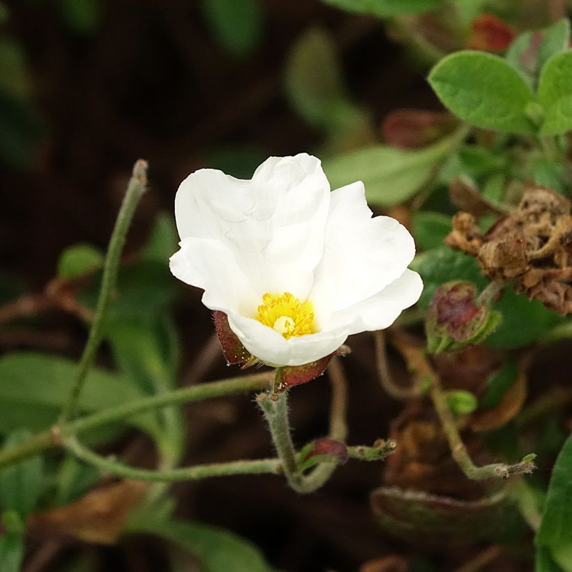 Jara - Cistus obtusifolius (Floración)