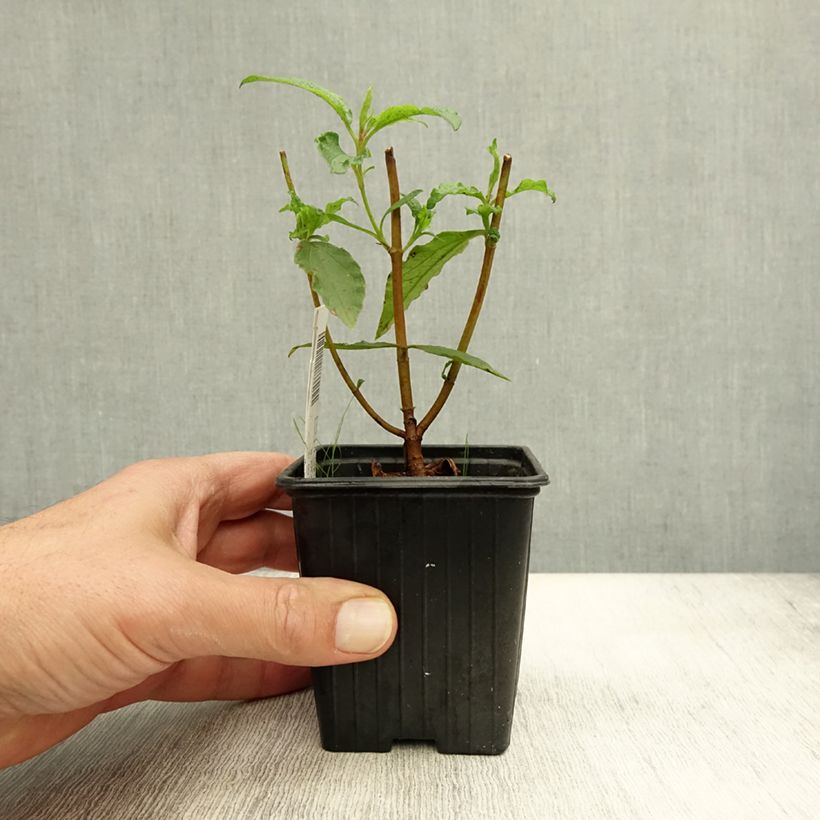 Ejemplar de Jara - Cistus aguilarii Maculatus Maceta de 8/9 cm entregado en otoño