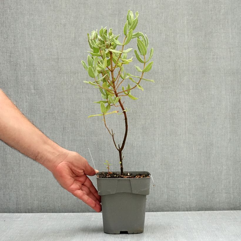 Ejemplar de Jara blanca - Cistus albidus Maceta 2L/3L entregado en verano