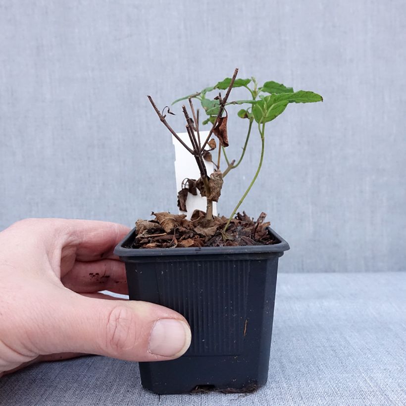 Jara blanca - Cistus corbariensis Maceta de 8/9 cm Ejemplar entregado en invierno