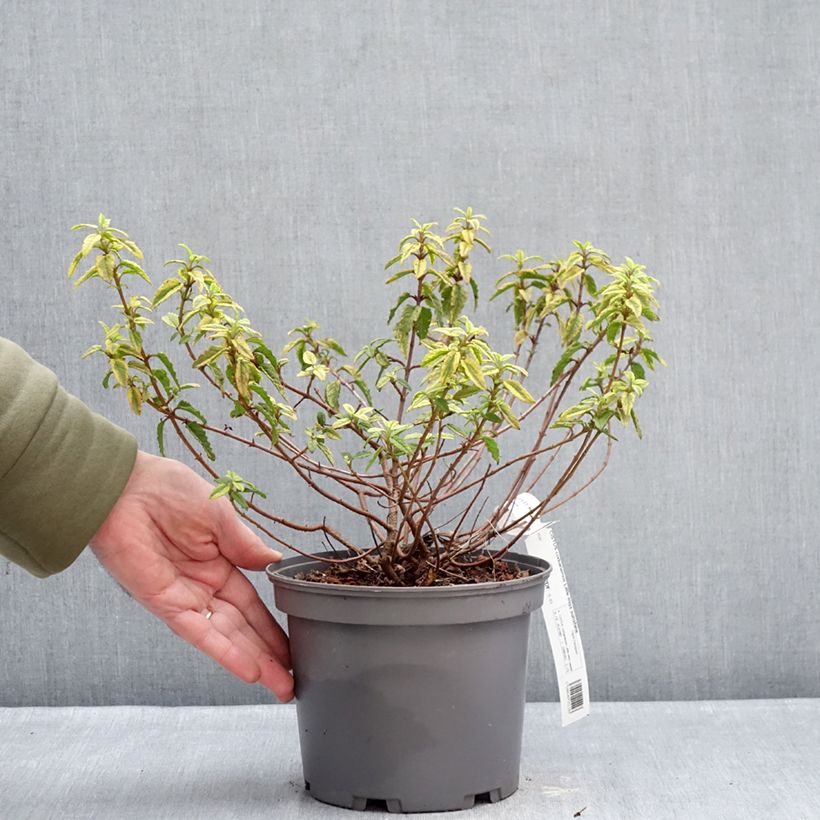 Jara blanca - Cistus corbariensis Little Miss Sunshine Maceta 3L/4L Ejemplar entregado en invierno