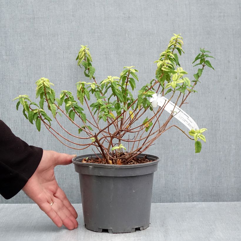 Ejemplar de Jara blanca - Cistus corbariensis Little Miss Sunshine Maceta 4L/5L entregado en otoño