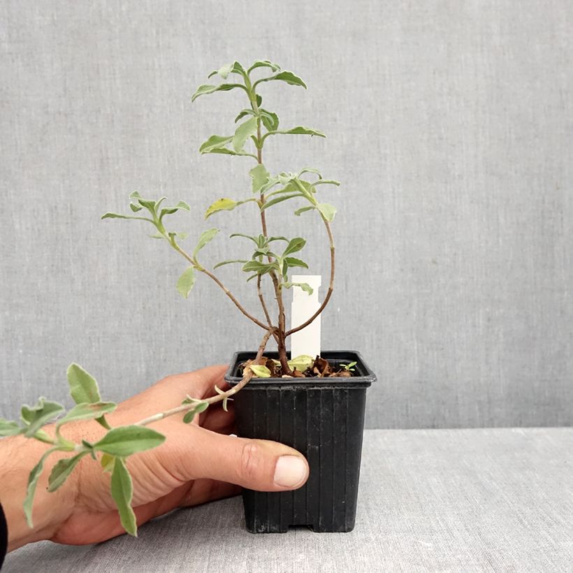 Ejemplar de Jara - Cistus lenis Grayswood Pink Maceta de 8/9 cm entregado en otoño