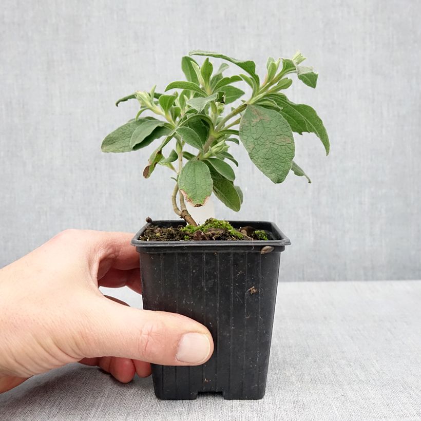 Jara - Cistus lenis Grayswood Pink Maceta de 8/9 cm Ejemplar entregado en la primavera