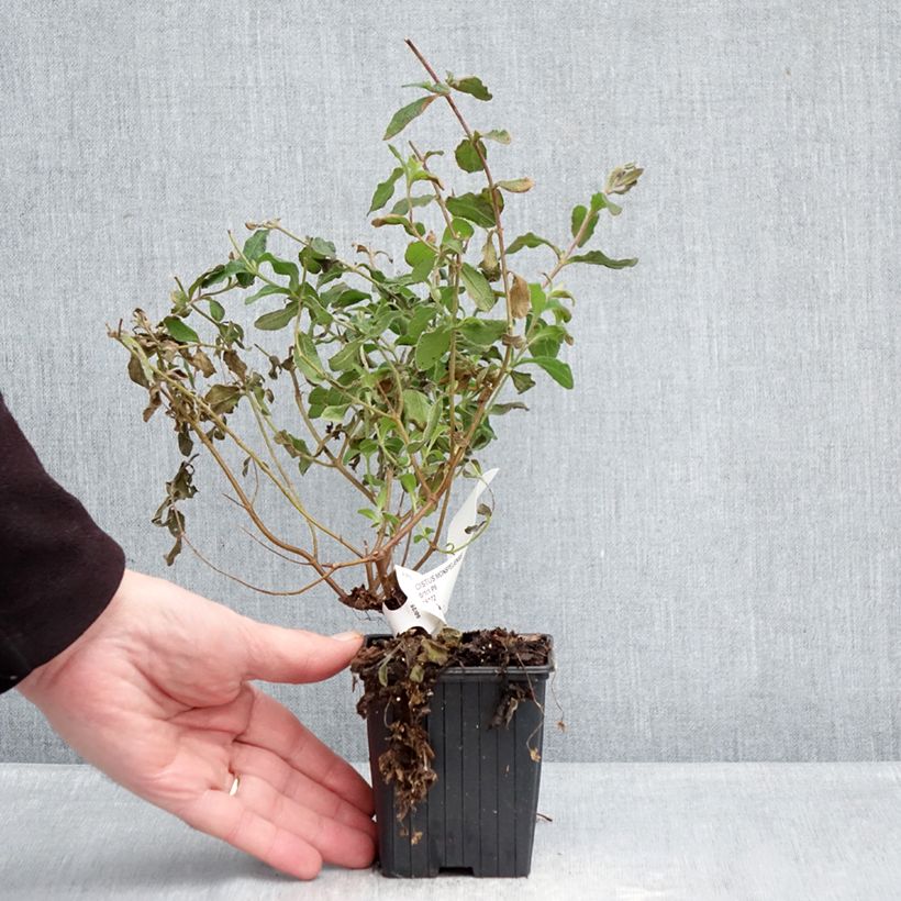 Jara negra - Cistus monspeliensis Maceta de 8/9 cm Ejemplar entregado en invierno