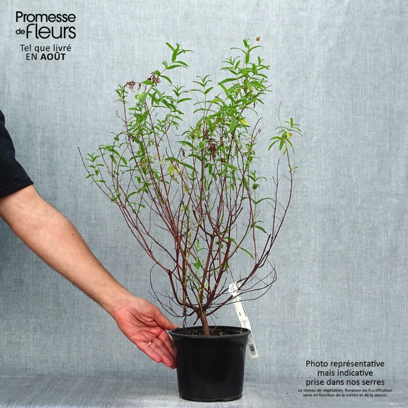 Ejemplar de Jara negra - Cistus monspeliensis Maceta 2L/3L entregado en verano