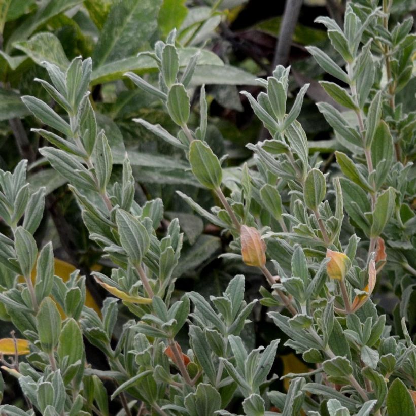 Jara - Cistus pulverulentus Sunset (Porte)
