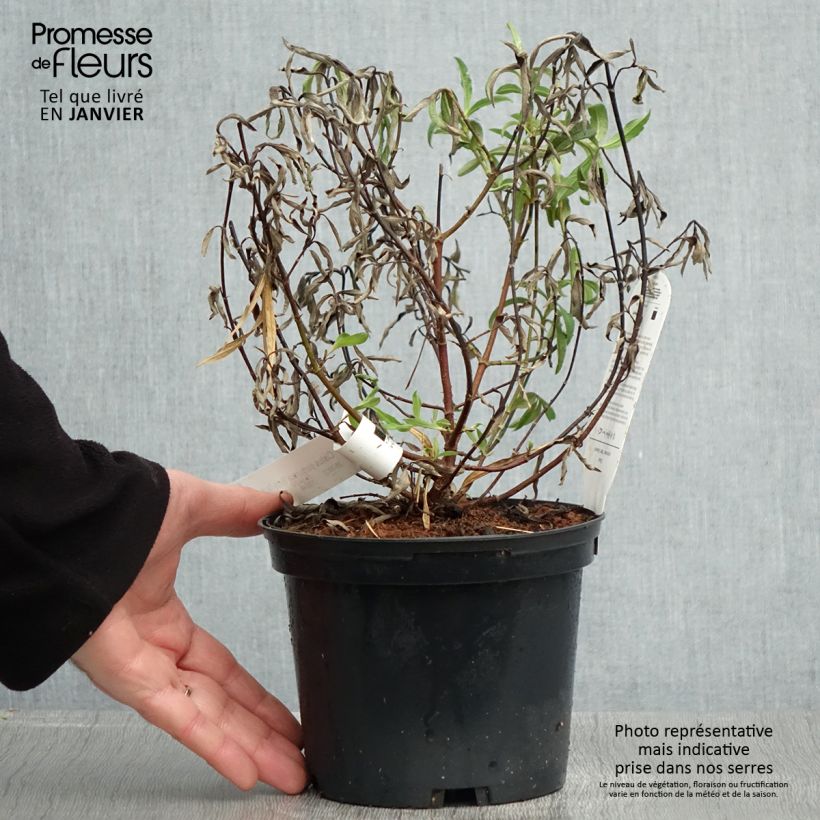 Jara purpúrea - Cistus purpureus Betty Taudevin Maceta 2L/3L Ejemplar entregado en invierno