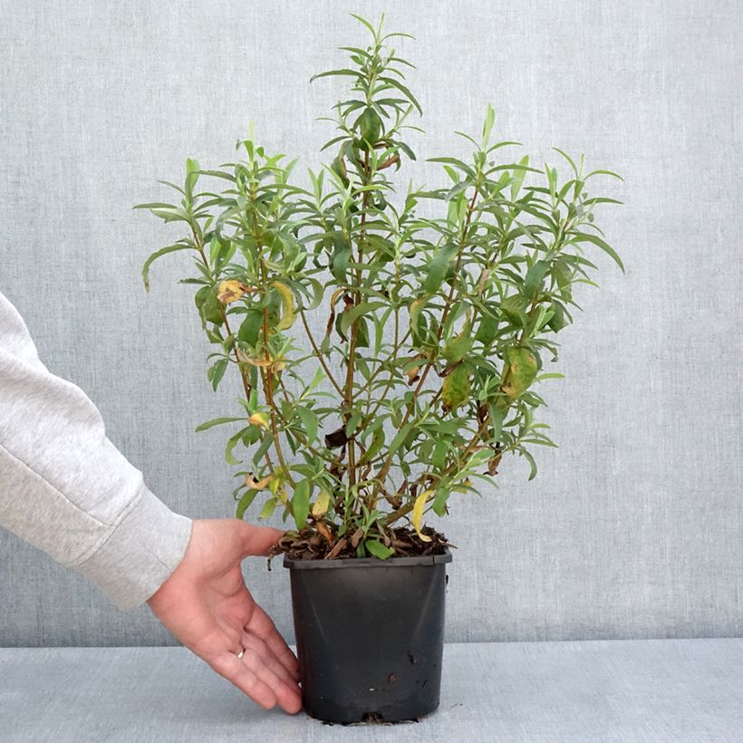 Jara purpúrea - Cistus purpureus Betty Taudevin Maceta 2L/3L Ejemplar entregado en la primavera