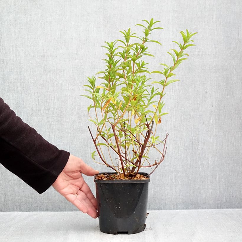 Ejemplar de Cistus x dansereaui Jenkyn Place - Jara Maceta 1,5L/2L entregado en otoño