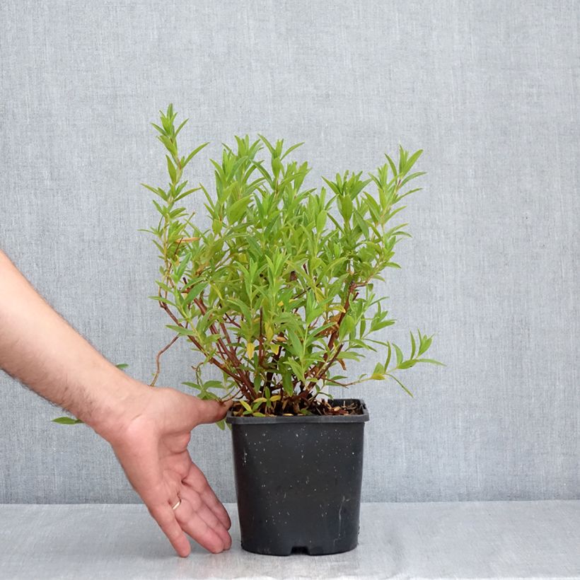 Ejemplar de Cistus x dansereaui Jenkyn Place - Jara Maceta 1L/1,5L entregado en verano