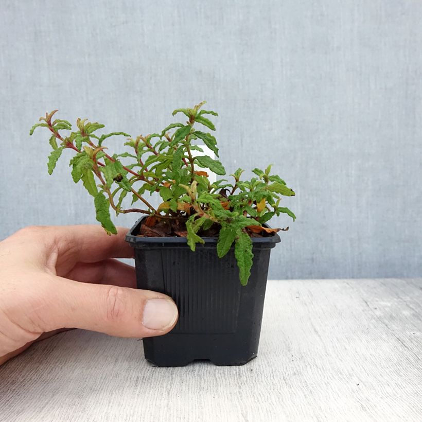 Ejemplar de Jara - Cistus florentinus Repens Maceta de 8/9 cm entregado en otoño