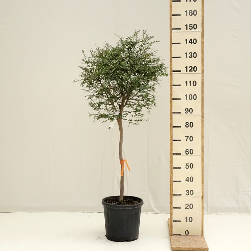 Lima dedo - Microcitrus australasica Maceta 18L/20L, Medio tallo Ejemplar entregado en la primavera