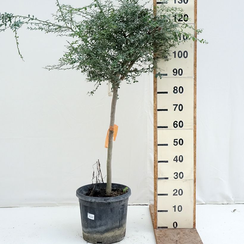 Lima dedo - Microcitrus australasica Maceta 18L/20L, Medio tallo Ejemplar entregado en invierno