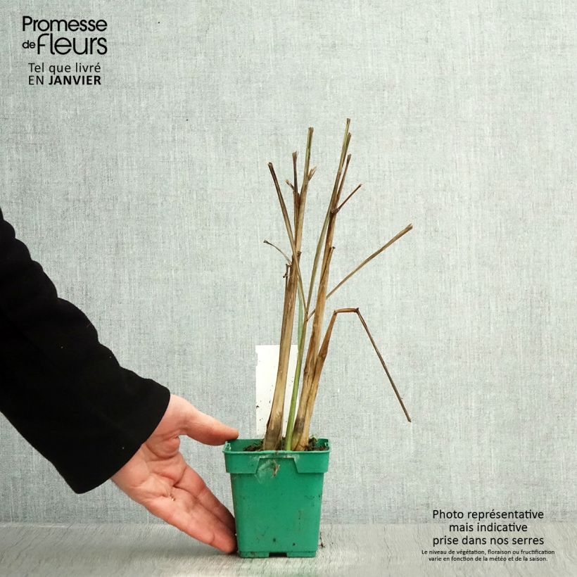 Limonaria - Cymbopogon citratus Maceta 1L/1,5L Ejemplar entregado en invierno