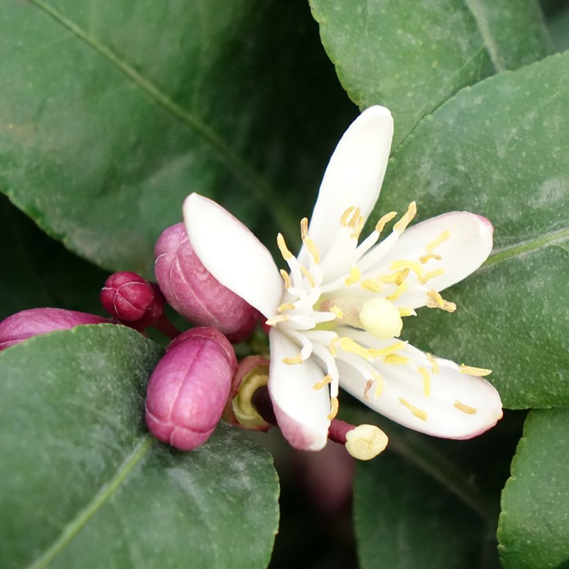 Limonero Femminello Carrubaro - Citrus limon (Floración)