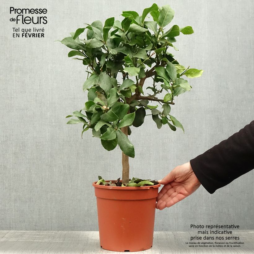 Limonero Femminello Incappucciato - Citrus limon Maceta 4L/5L, 1/4 tallo Ejemplar entregado en invierno