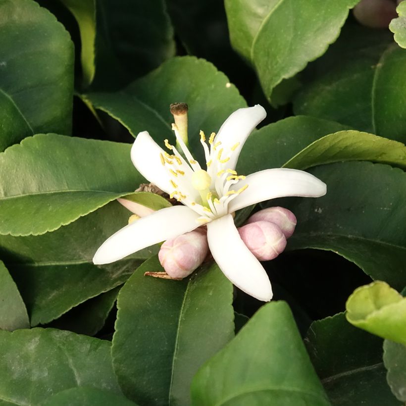 Limonero Lemox - Citrus limon (Floración)