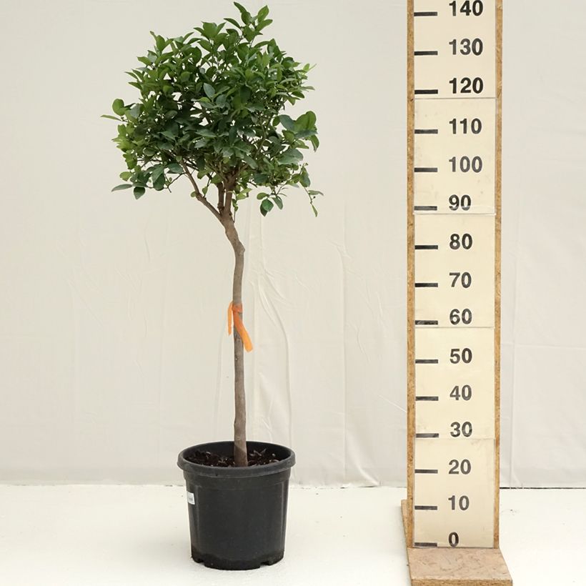 Lima Pursha - Citrus limetta Maceta 18L/20L, Medio tallo Ejemplar entregado en la primavera