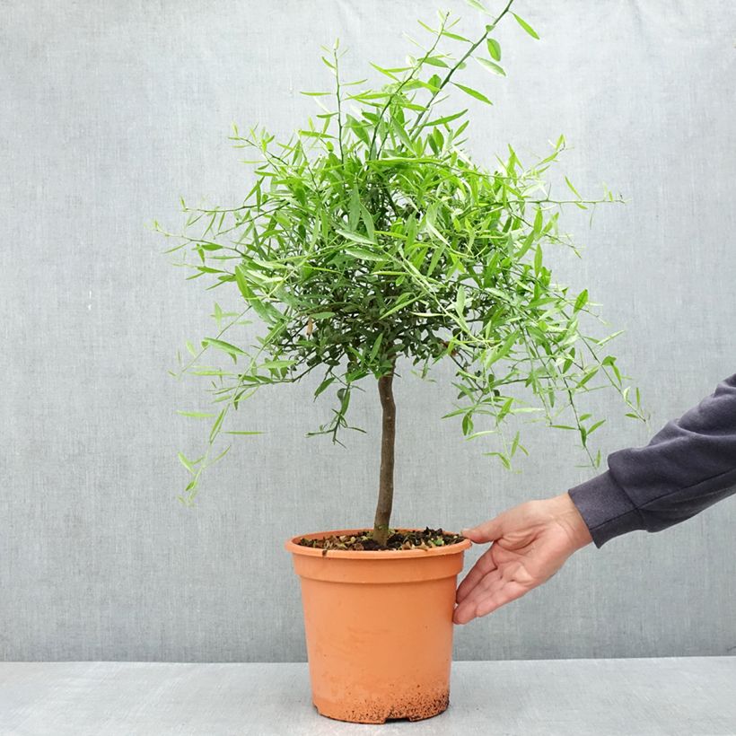 Citrus glauca - Lima del desierto Maceta 6L/7L, 1/4 tallo Ejemplar entregado en la primavera