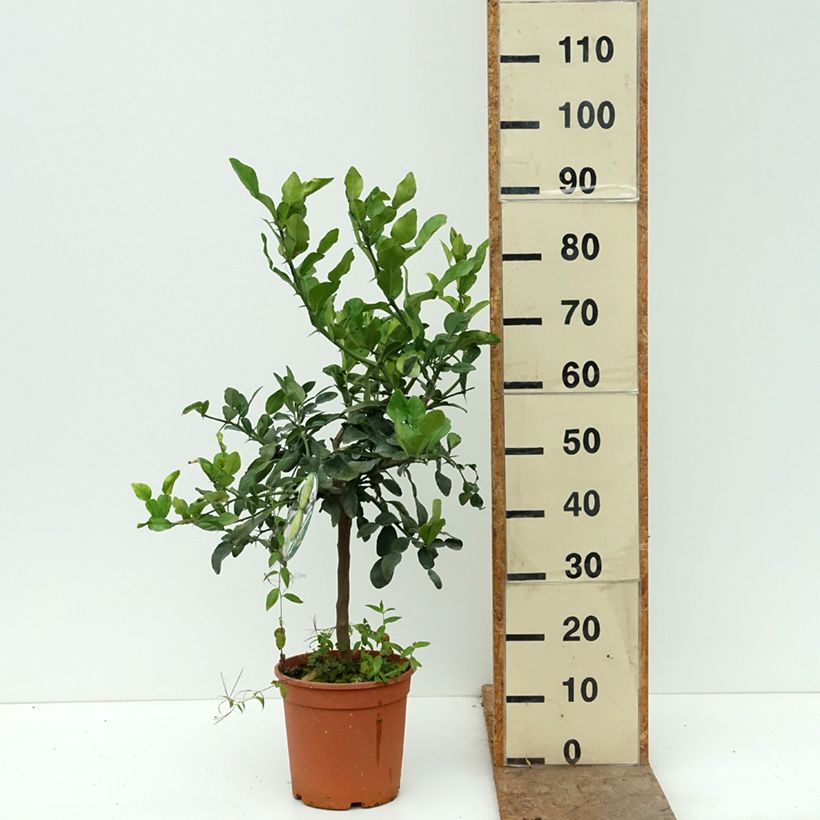 Ejemplar de Limón Ichang - Citrus ichangensis Maceta 4L/5L, 1/4 tallo entregado en otoño