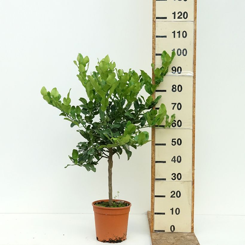 Ejemplar de Limón Ichang - Citrus ichangensis Maceta 4L/5L, 1/4 tallo entregado en verano