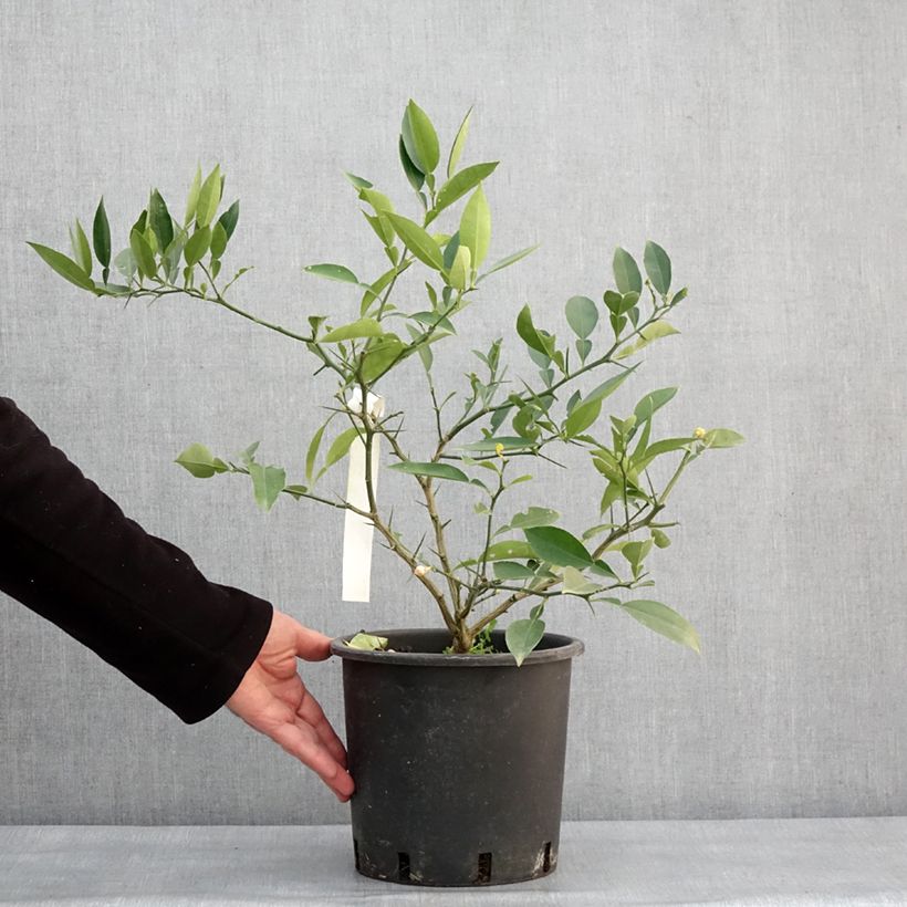 Limón Ichang - Citrus ichangensis Maceta 3L/4L, Formación arbustiva Ejemplar entregado en invierno