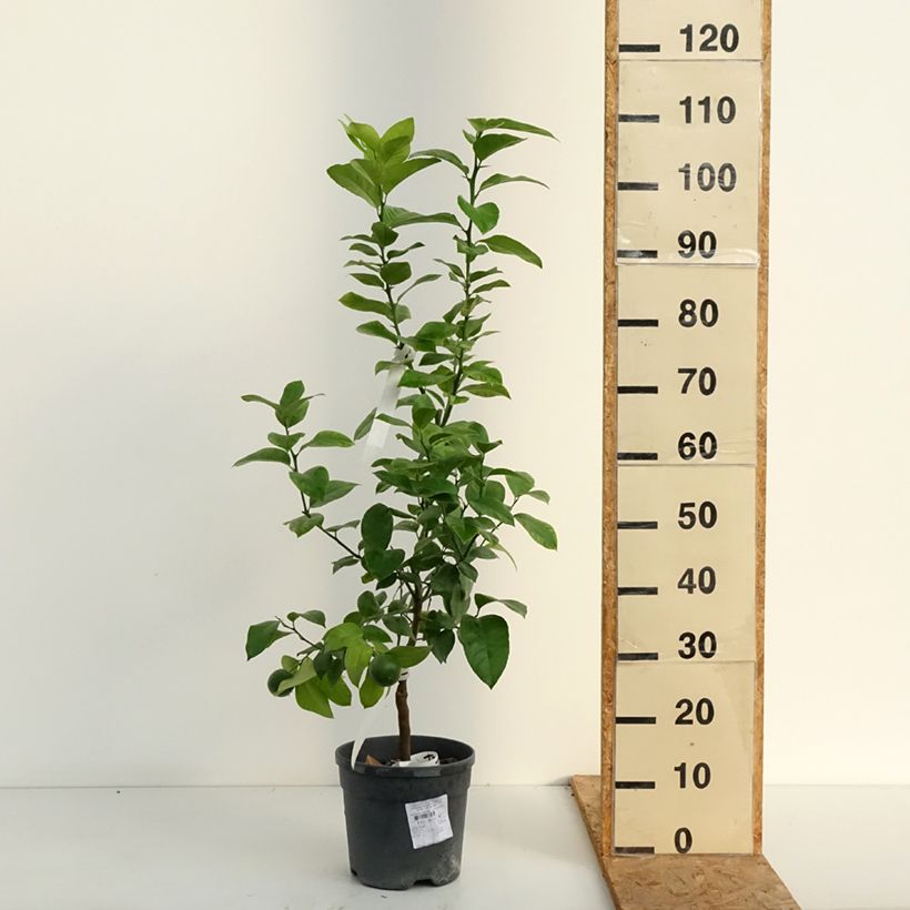 Ejemplar de Naranjo de Meyer Doppio Sanguigno Maceta 4L/5L, 1/4 tallo entregado en verano