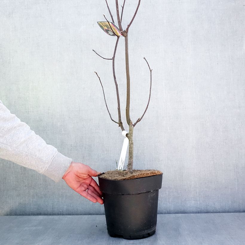 Cladrastis kentukea Maceta 6L/7L Ejemplar entregado en la primavera