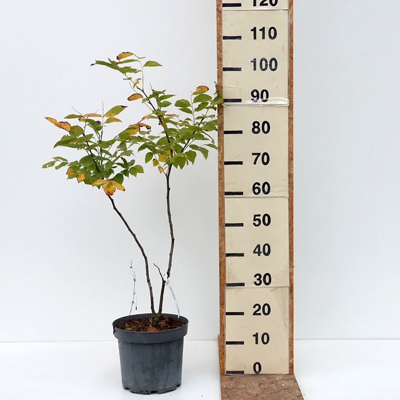 Ejemplar de Cladrastis kentukea Maceta 6L/7L entregado en verano